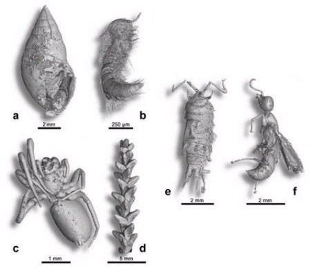    ,      : a - Gastropod Ellobiidae, b - Myriapod Polyxenidae, c -   , d -   , e -  , f -    ( M. Lak, P. Tafforeau, D. Neraudeau).