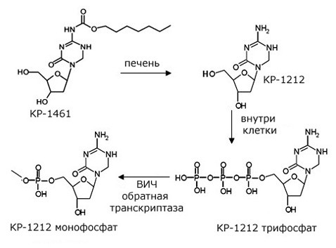В организме пациента KP-1461 переходит в другую форму, монофосфат KP-1212, который встраивается в ДНК вируса (иллюстрация Koronis Pharmaceuticals).