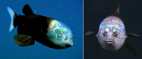 Несмотря на то что нос рыбы опущен вниз, глаза смотрят вверх. Справа показано, как Macropinna microstoma выглядит спереди (фото MBARI).